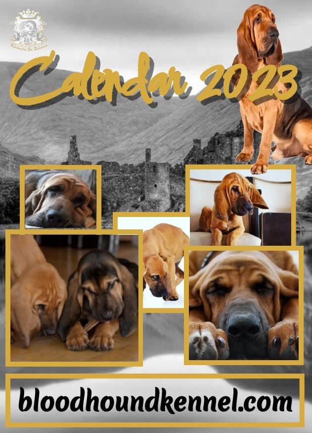 LISCHNITZ KENNELS BLOODHOUND CALENDAR 2023 Lischnitz De Boheme